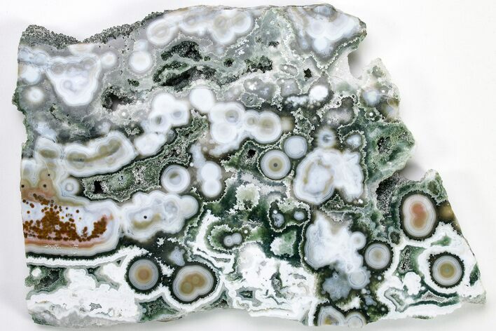 Multi-Colored, Orbicular Ocean Jasper Slab - New Deposit! #206840